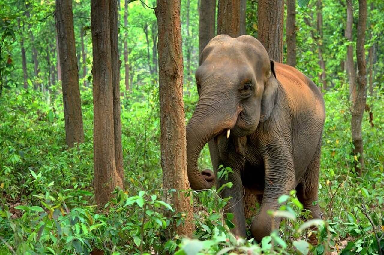 chitwan elephant, chitwan national park in nepal