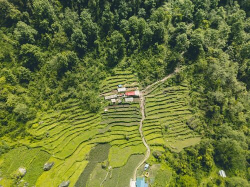 green trekking nature in nepal