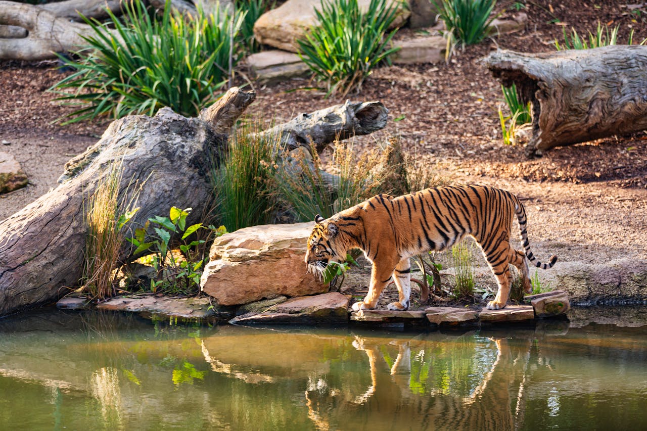 tiger spotting in bardia nepal